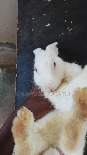 Emmy's Pets