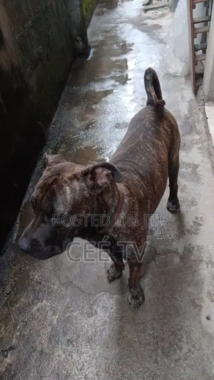 1+ year Male Purebred Boerboel