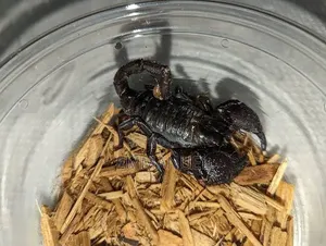 Black Venomous Scorpion 🦂