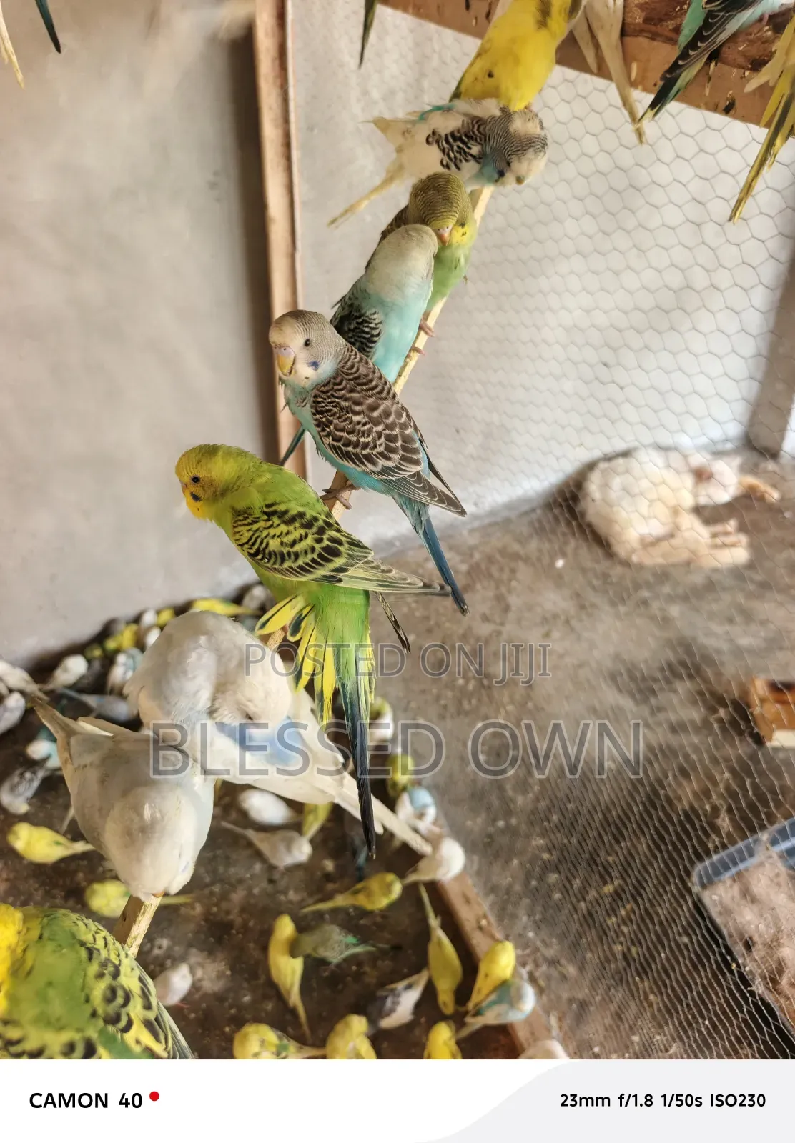 Beautiful Budgies Birds