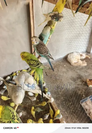 Beautiful Budgies Birds