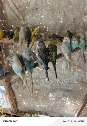 Beautiful Budgies Birds