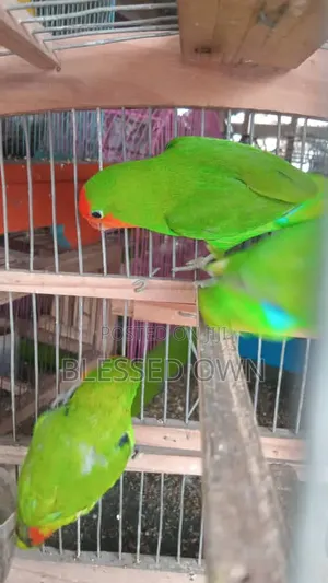 Colorful Lovebird Parrot