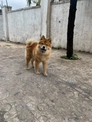 6-12 months Male Purebred Chow Chow