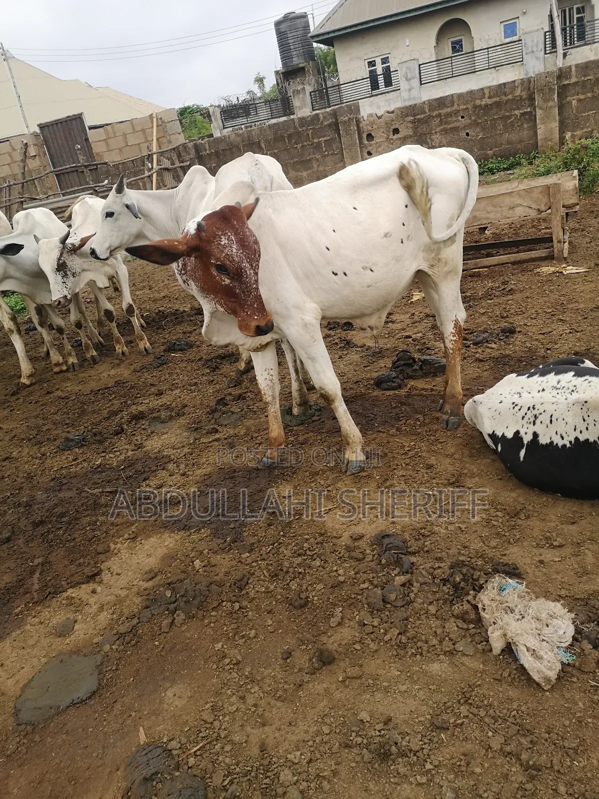 Cattle Farming