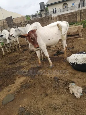 Cattle Farming
