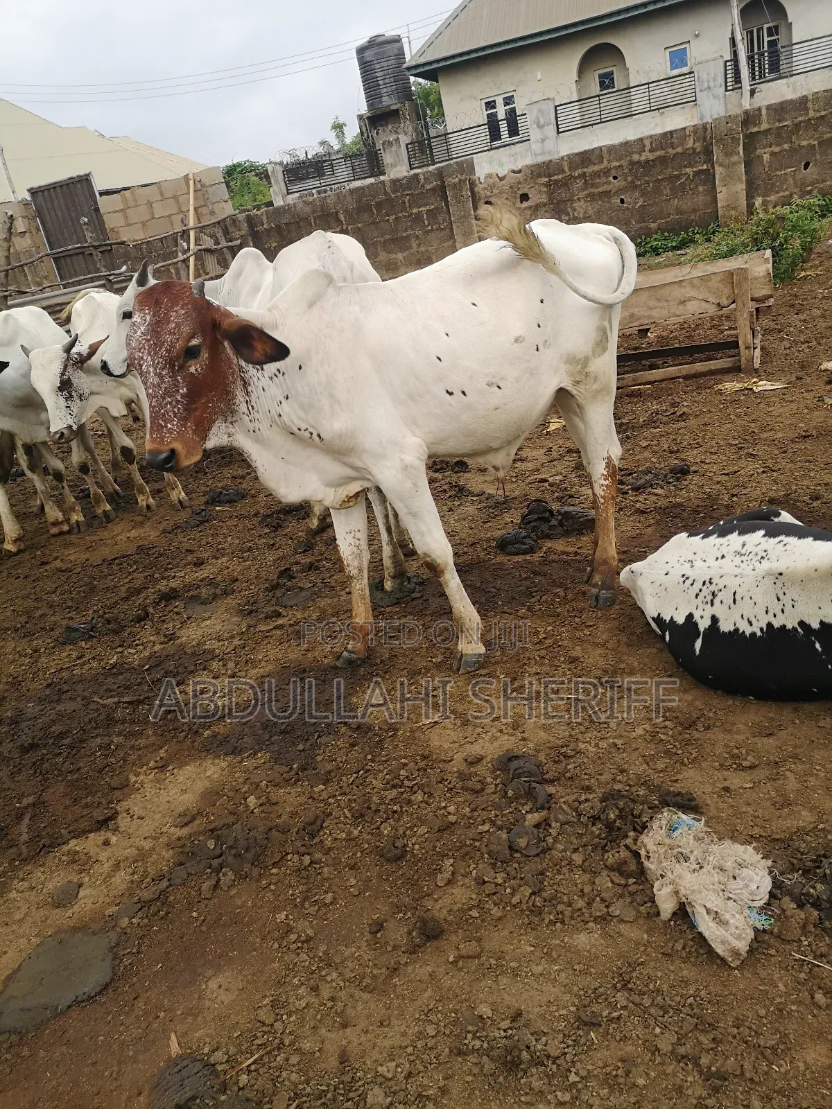 Cattle Farming