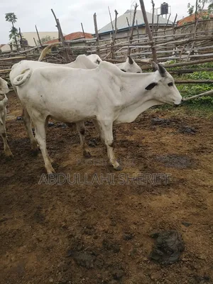 Cattle Farming