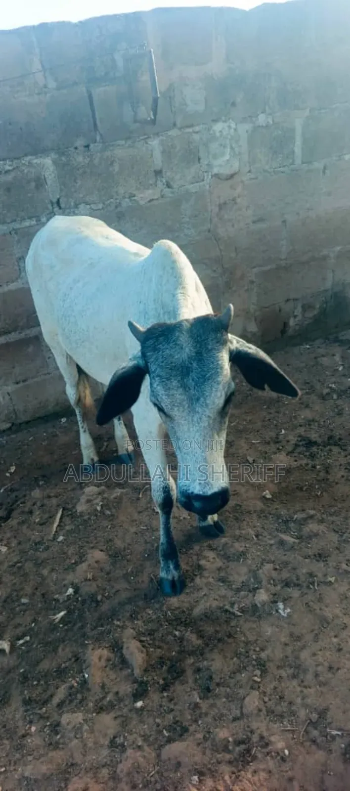 Cattle Farming