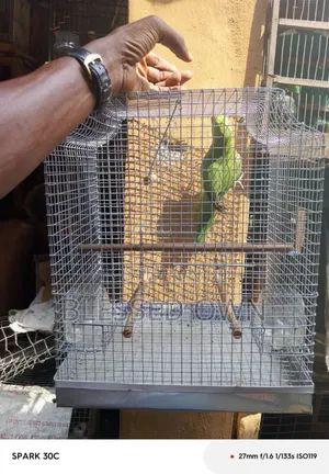 Lovely Indian Ringneck Parrots(parakeet)