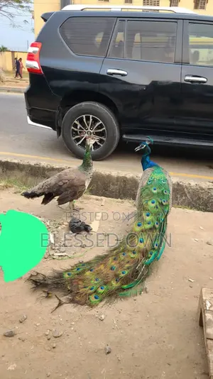 Peacock and Peahen