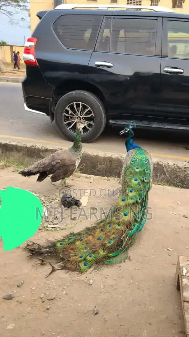Peacock and Peahen