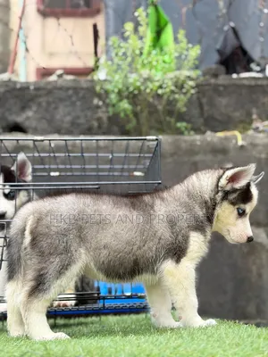 1-3 months Male Purebred Siberian Husky