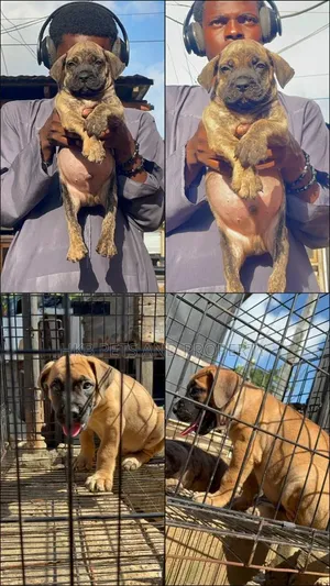 3-6 months Male Purebred Boerboel