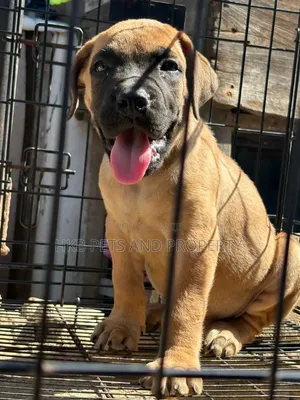 1-3 months Male Purebred Boerboel