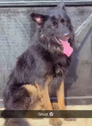 1+ year Male Purebred German Shepherd