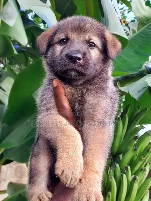 1-3 months Male Purebred German Shepherd