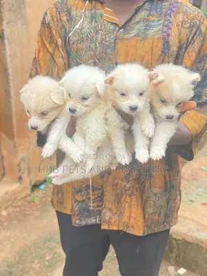 1-3 months Female Purebred American Eskimo