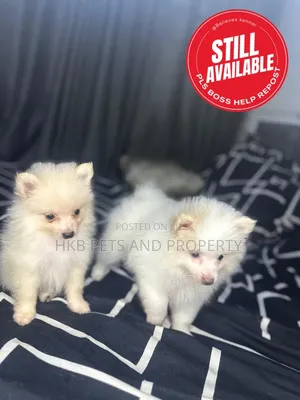 3-6 months Female Purebred American Eskimo