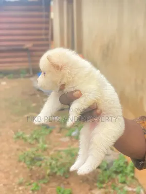 1-3 months Male Purebred American Eskimo