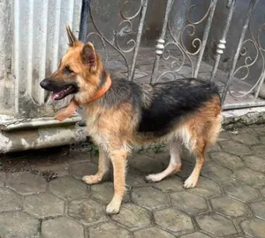 6-12 months Female Purebred German Shepherd