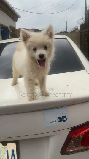 1-3 months Male Purebred American Eskimo