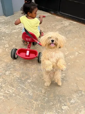 6-12 months Male Purebred Lhasa Apso