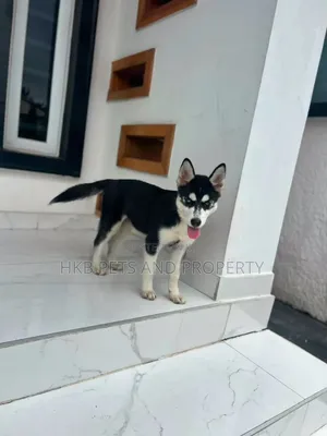 3-6 months Female Purebred Siberian Husky