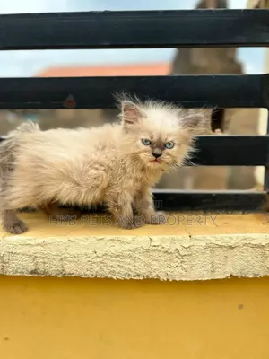3-6 months Female Purebred Persian