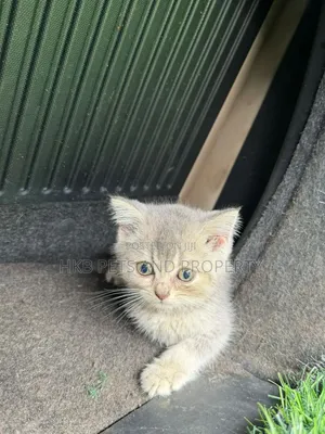 6-12 months Male Purebred British Shorthair