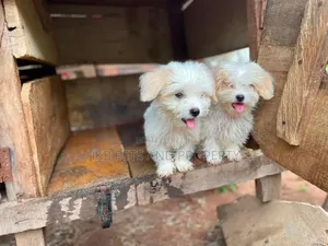 1-3 months Male Purebred Lhasa Apso