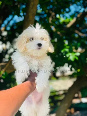 1-3 months Male Purebred Lhasa Apso