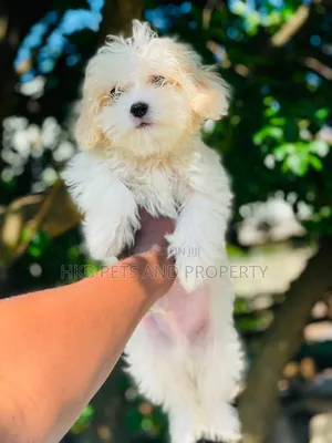 1-3 months Male Purebred Lhasa Apso
