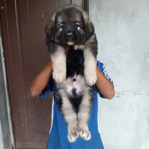 3-6 months Male Purebred Caucasian Shepherd