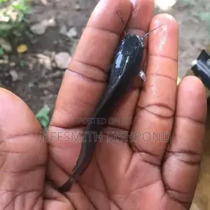 Catfish Fingerlings Juveniles