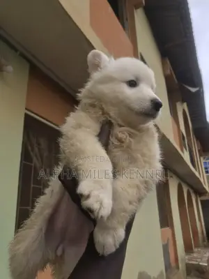 1-3 months Female Purebred American Eskimo