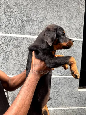 1-3 months Male Purebred Rottweiler