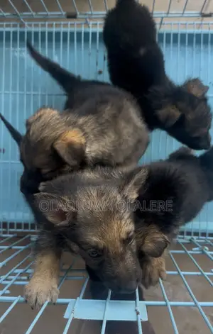 0-1 month Female Purebred German Shepherd