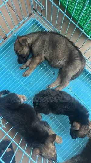 0-1 month Male Purebred German Shepherd