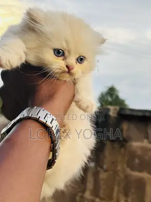 1-3 months Female Purebred Persian