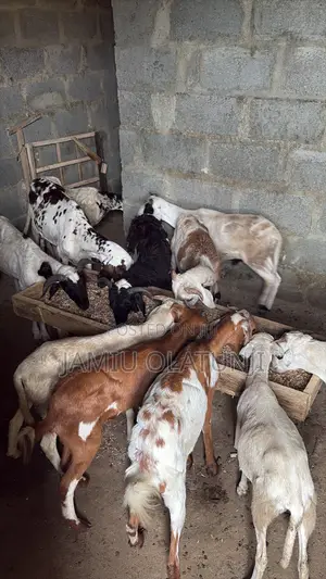 Ram and Goat