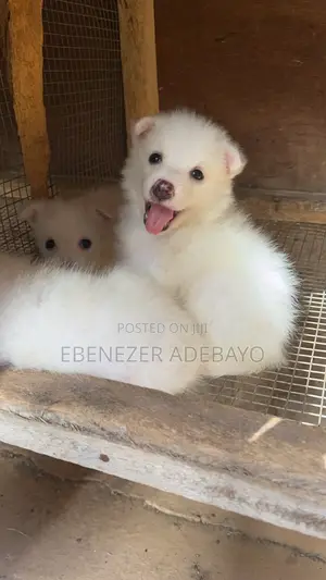 1-3 months Female Purebred American Eskimo