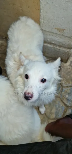 1-3 months Male Purebred American Eskimo