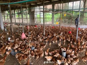 Idan Chicks