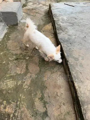 6-12 months Female Purebred American Eskimo
