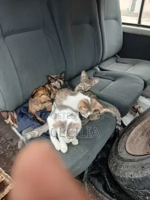 1-3 months Female Mixed Breed Cat