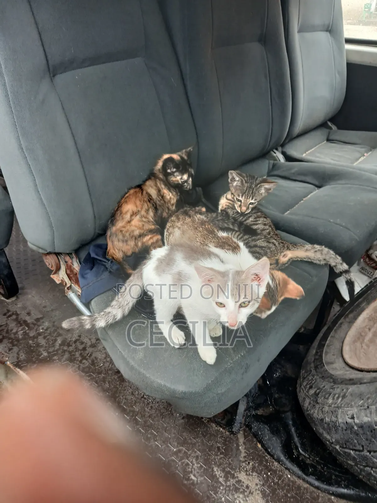 1-3 months Female Mixed Breed Cat