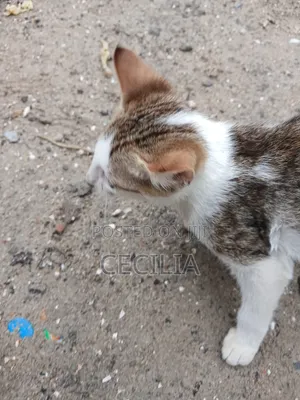 1-3 months Female Mixed Breed Cat