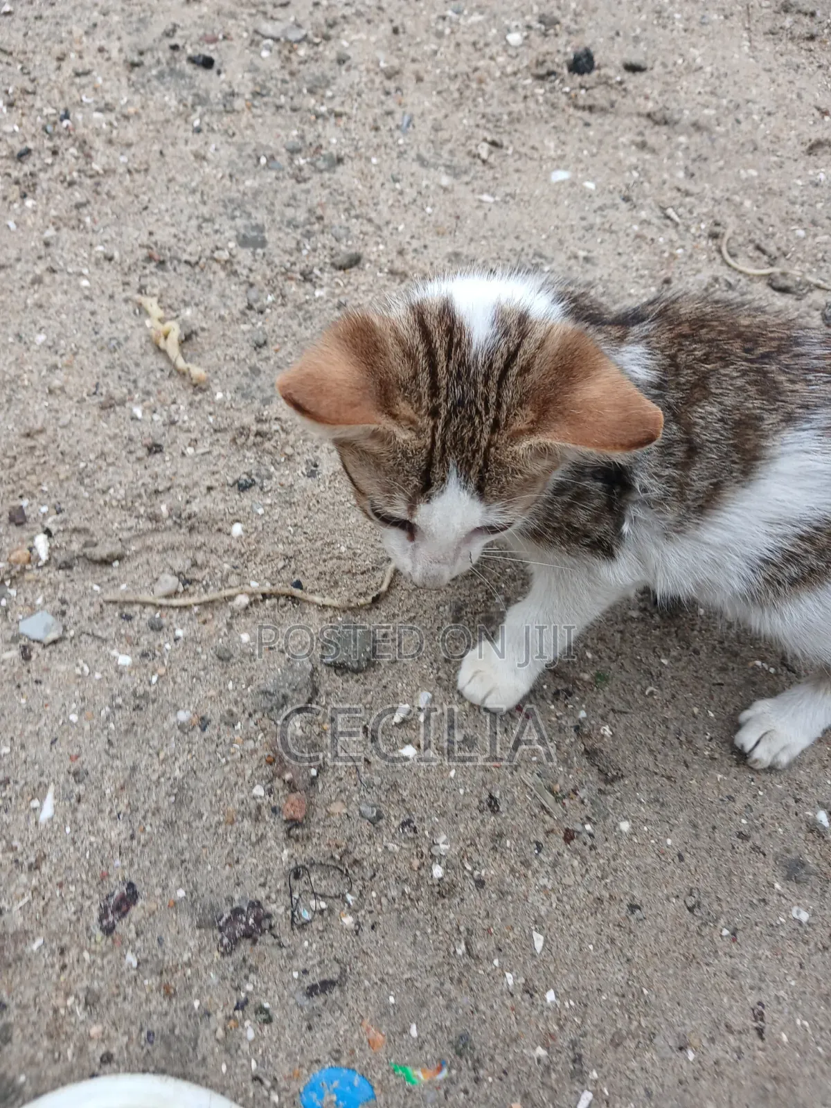 1-3 months Female Mixed Breed Cat