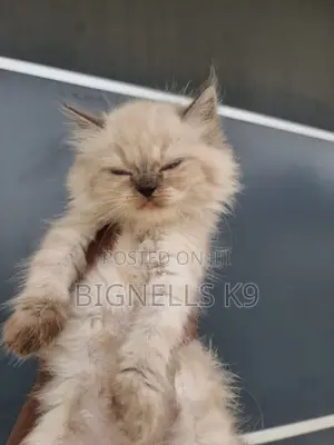 1-3 months Female Purebred Persian